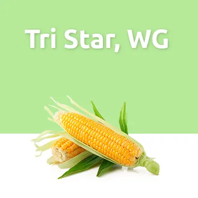 Tri Star, WG
