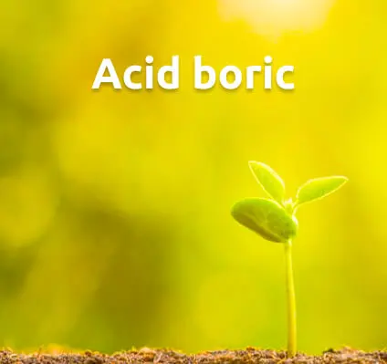 Acid boric