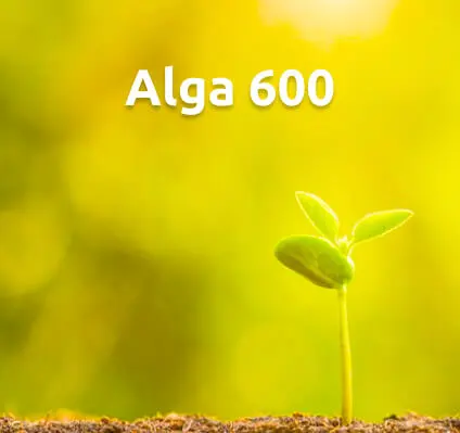 Alga 600