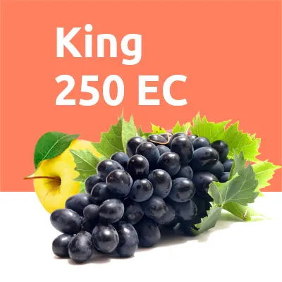 King 250 EC
