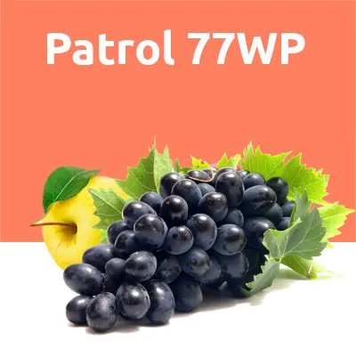 Patrol 77 WP