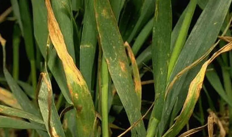 Pătarea brună a frunzelor de grâu (Septoria tritici)