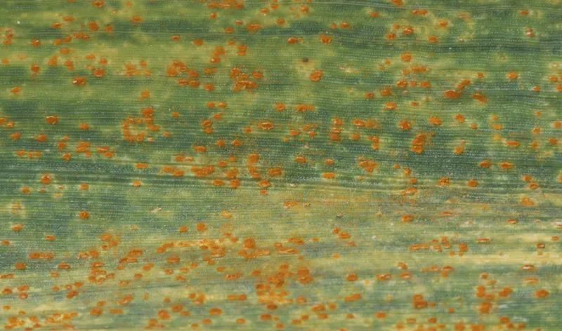 Rugina grîului (Puccinia recondita)
