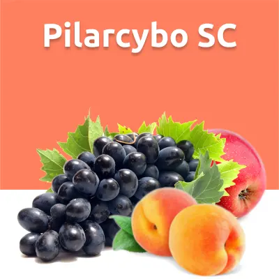 Pilarcybo SC