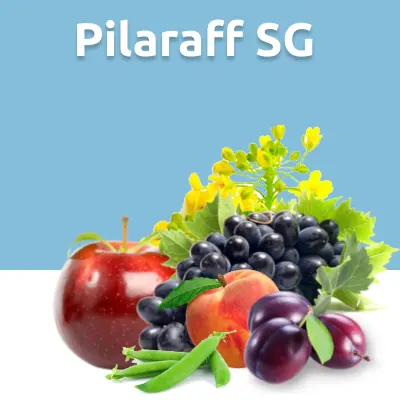 Pilaraff SG