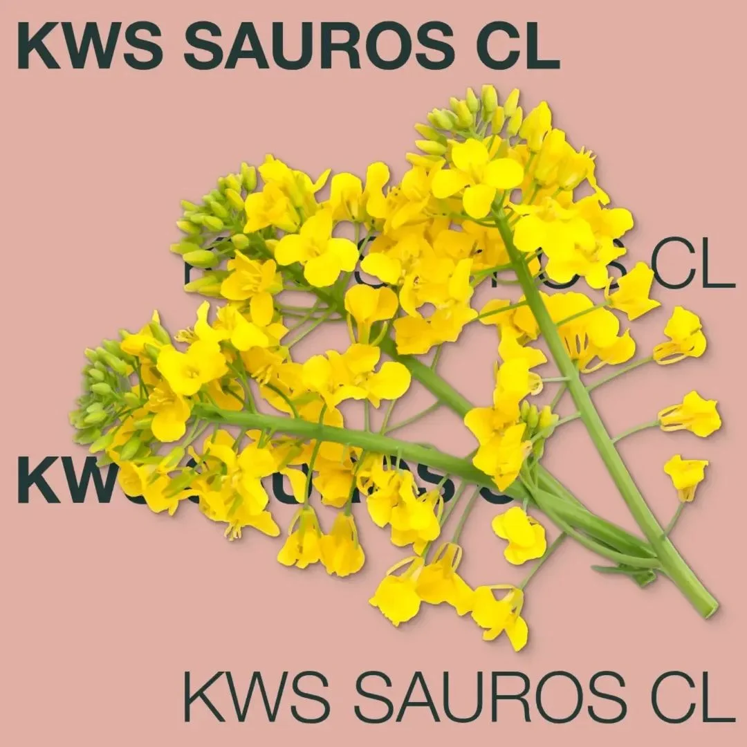 KWS SAUROS CL