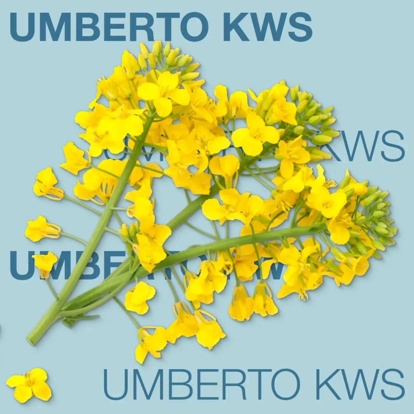 UMBERTO KWS